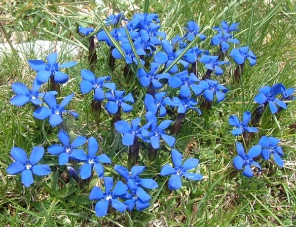 Gentiana verna / Genziana primaticcia